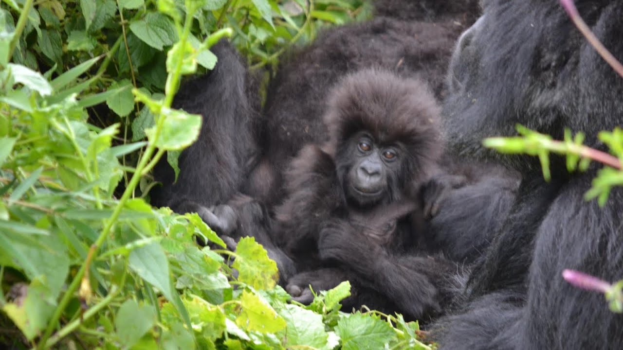 Uganda & Rwanda Eco-adventure with Oakland Zoo Part 4: Gorilla trekking (Incl. mating & cute babies)