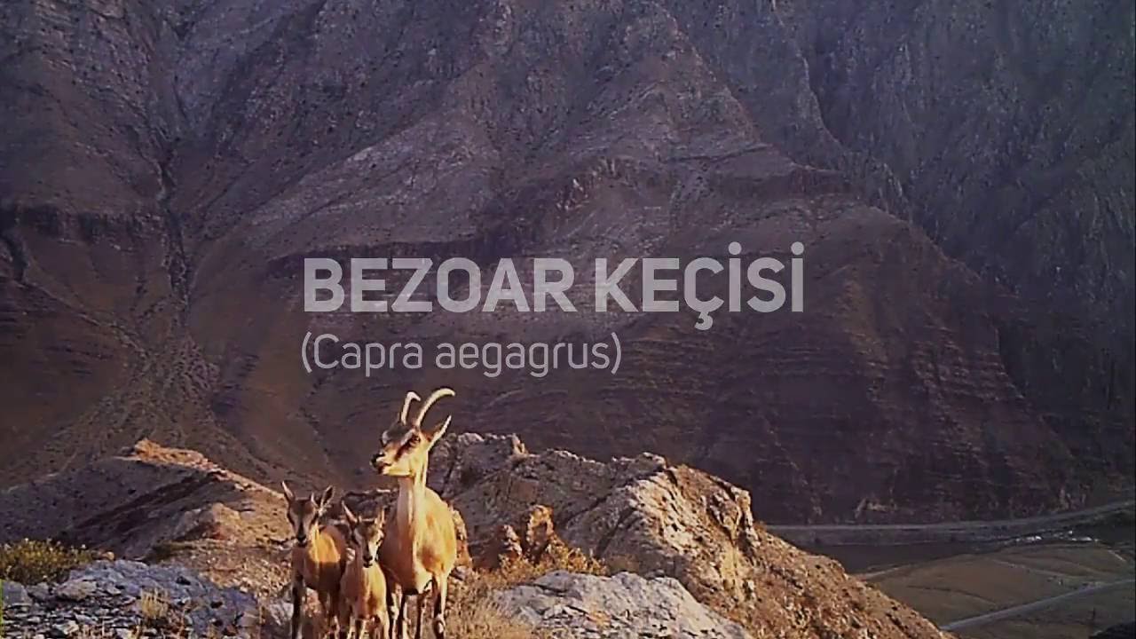 &copy; WWF-Azerbaijan. Bezoar ke&ccedil;isi (Capra aegagrus)