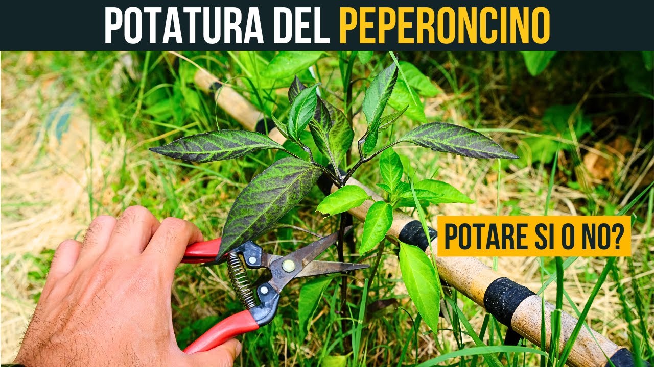 Potatura del Peperoncino 🌱 Vantaggi, Svantaggi e Consigli Pratici 🌶️