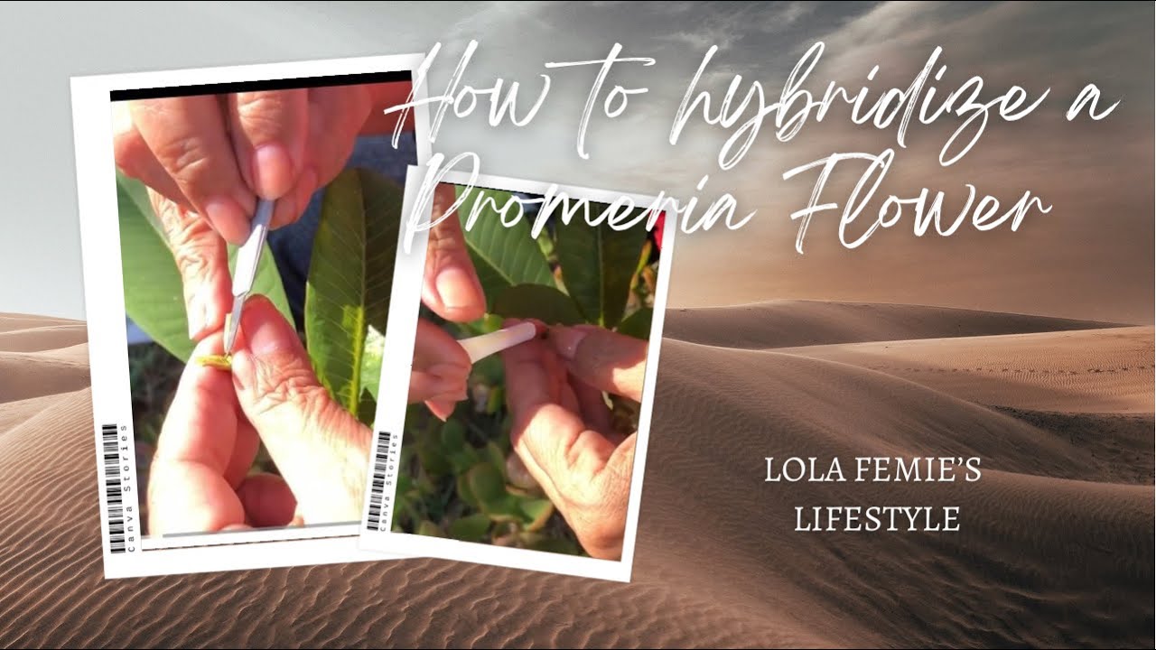 How To Hybridize Plumeria Flower