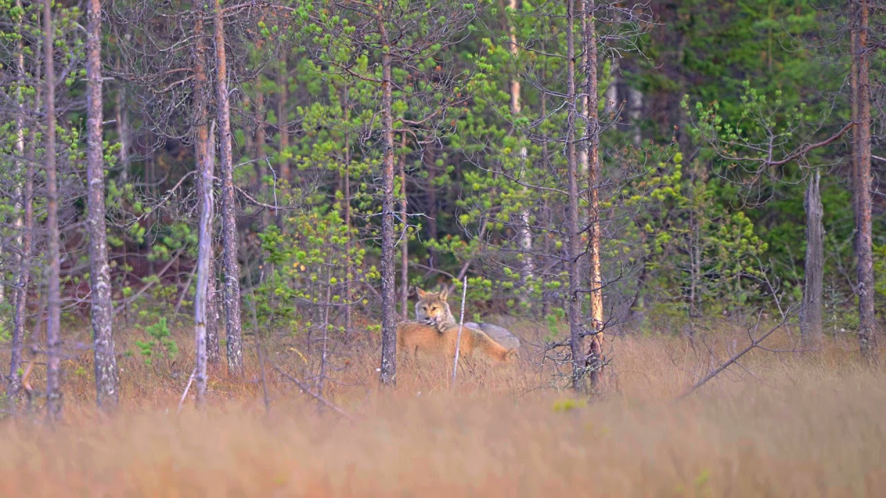 The wolves greet each other in Kuhmo. Susilauma moikkaa toisiaan. HD SDR.