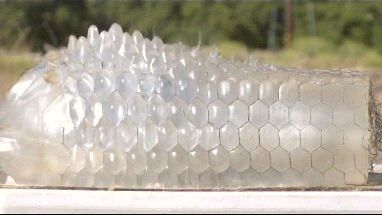 What happens if you wrap ballistic gel in CHICKEN WIRE?