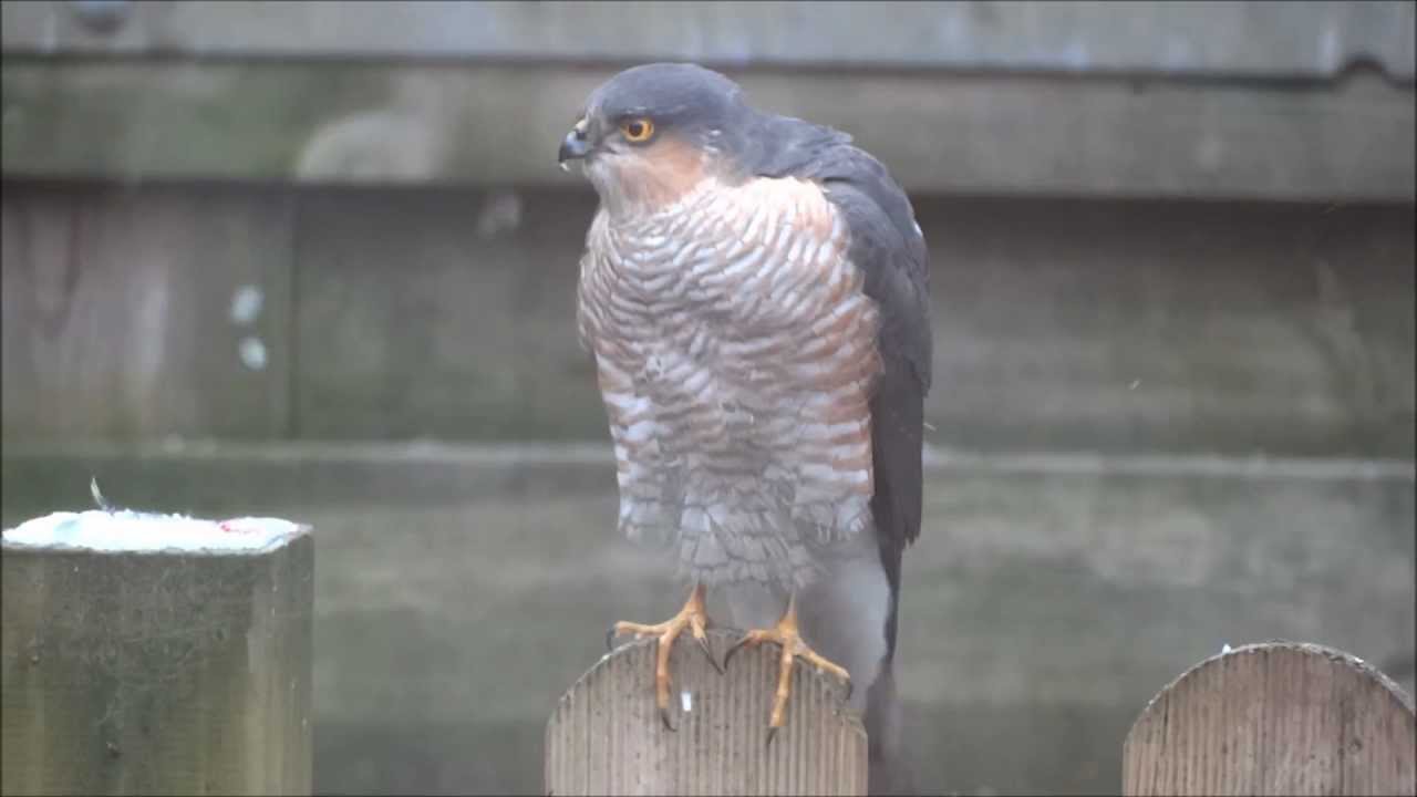 Sperwer (sparrowhawk) pakt een sijs (siskin, carduelis spinus) in de tuin.