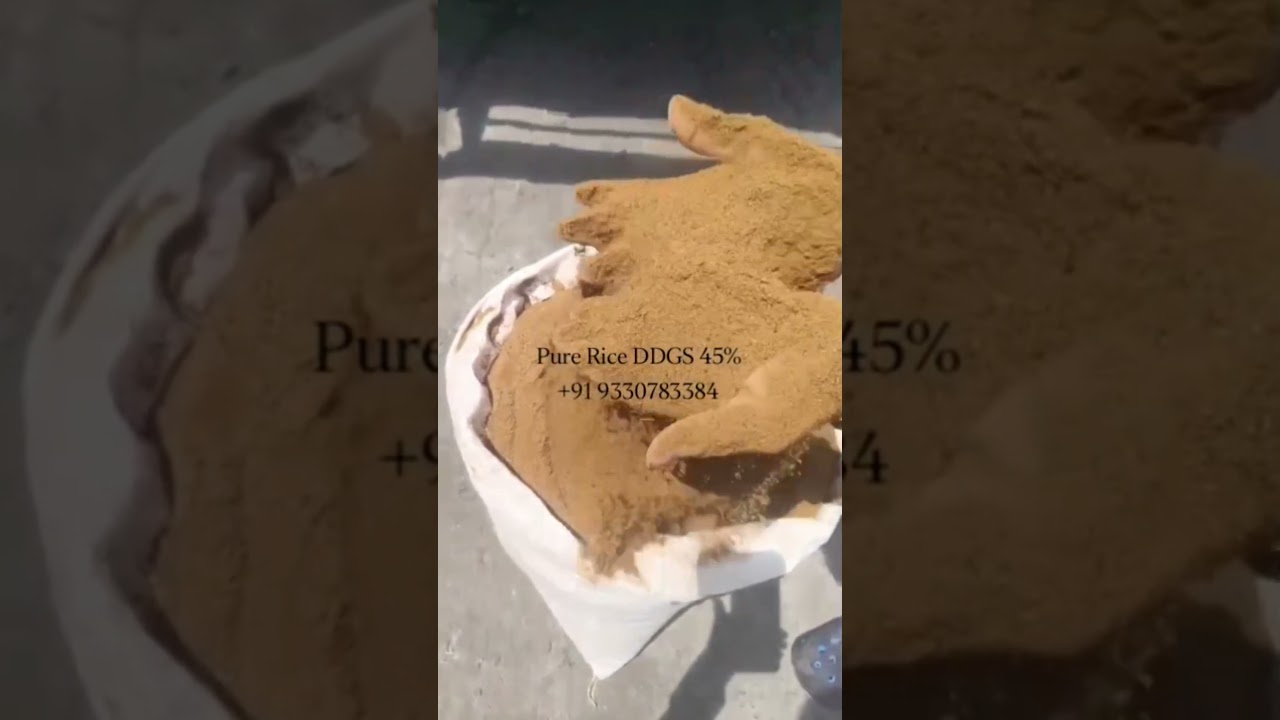 pure FCI Rice DDGS Protein 45 % #cattlefeed #pigfeed #riceddgs #cowfeed #dairyfarm #feedmill #export
