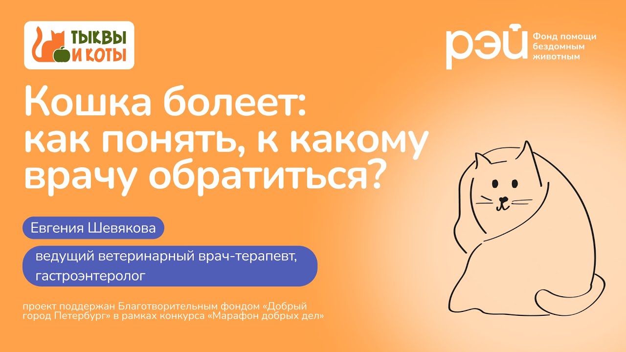 Кошка болеет: как понять, к какому врачу обратиться? 