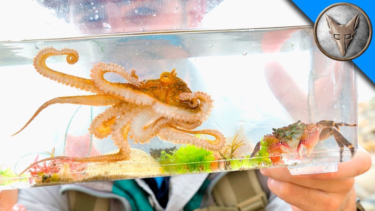 Wir machen ein GEZEITEN AQUARIUM! Auf der Suche nach Meeresbewohner! Brave Wilderness Deutsch