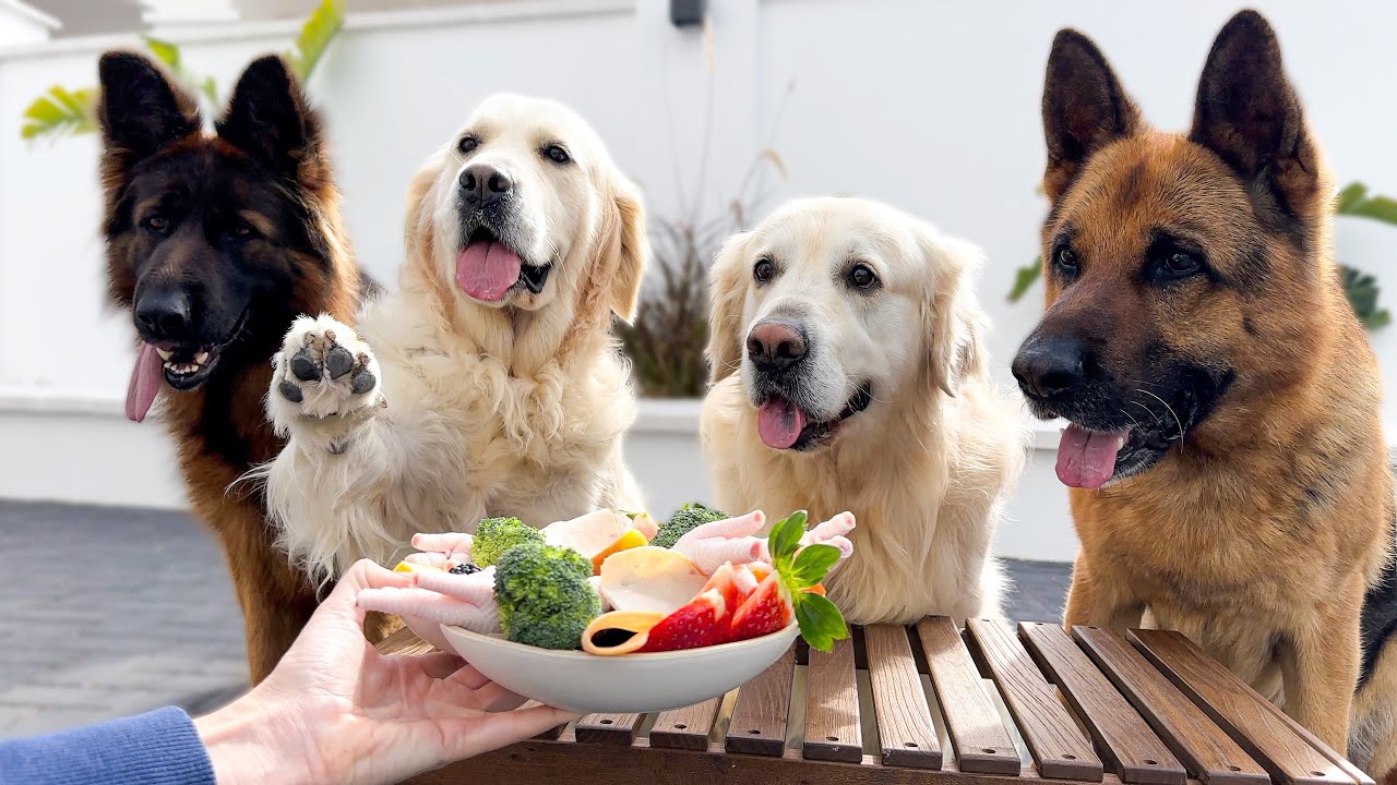 FUNNY Dogs Eating Weird Food Reactions!