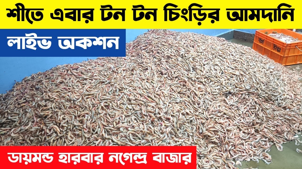 প্রচুর পরিমাণে চিংড়ির আমদানি ডায়মন্ডের আরতে | Diamond harbour fish market