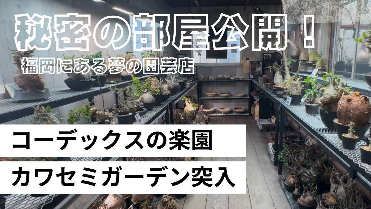 vol.1【コーデックスの楽園】カワセミガーデンツアー