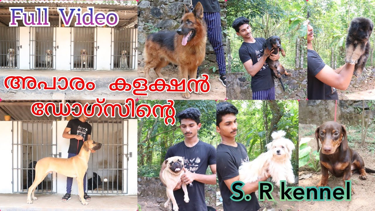 അപാരം  കളക്ഷൻ ഡോഗ്സിന്റെ. S.R Kennel, stud service, boarding and Puppies, pathanamthitta. kerala.