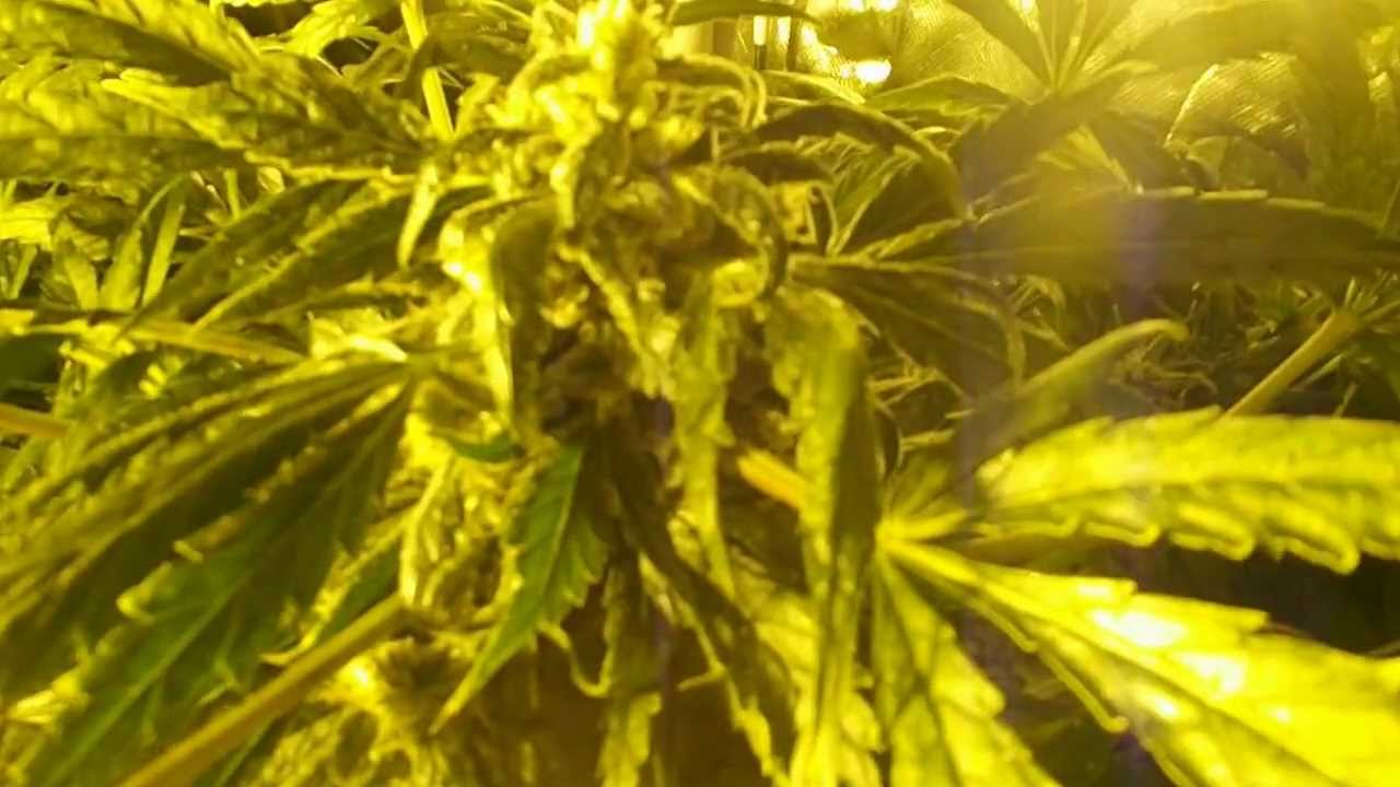 Day 72 Dutch Passion 