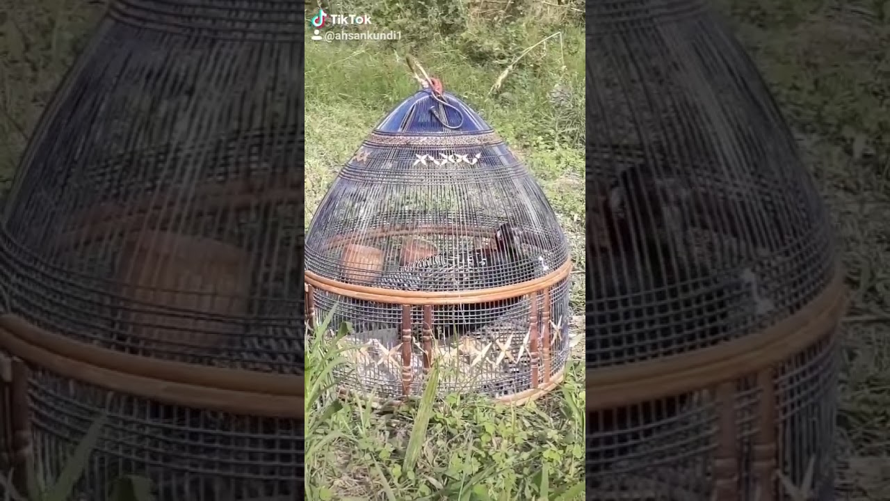 Black francolin kala teter