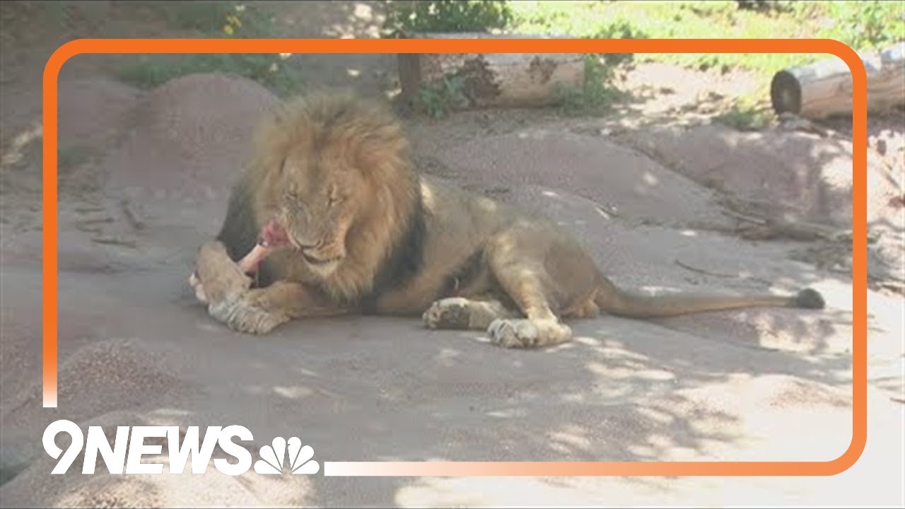 Denver Zoo efforts helping save threatened lions in Africa