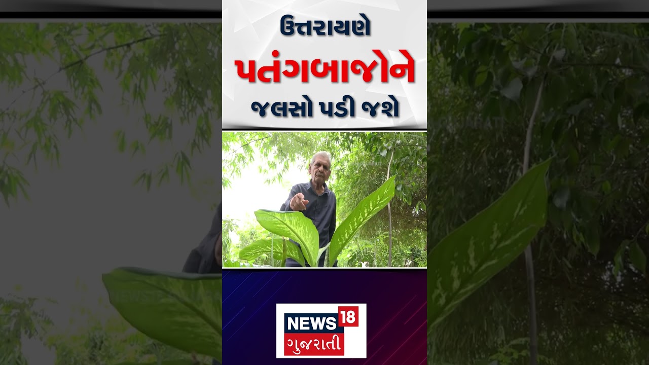 Kite Festival 2026 | ઉત્તરાયણે પતંગબાજોને જલસો પડી જશે | Weather | Winter | Cold | Gujarat