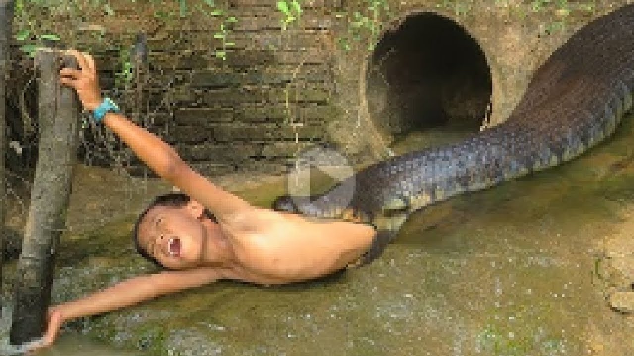Primitive Technology: Simple DIY Python Snake Trap Using hand Bucket That Work 100%