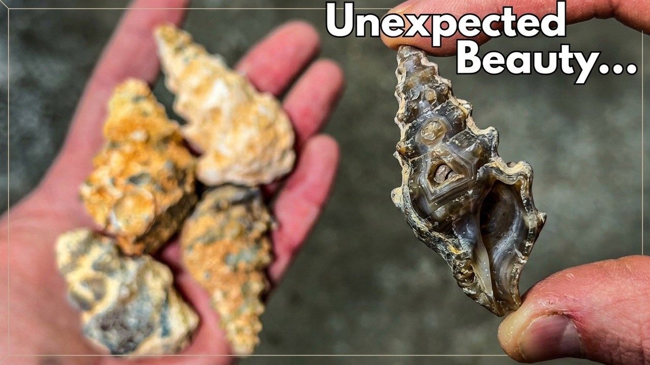 What's Inside Cut Agatized Gastropods Shocked Me!