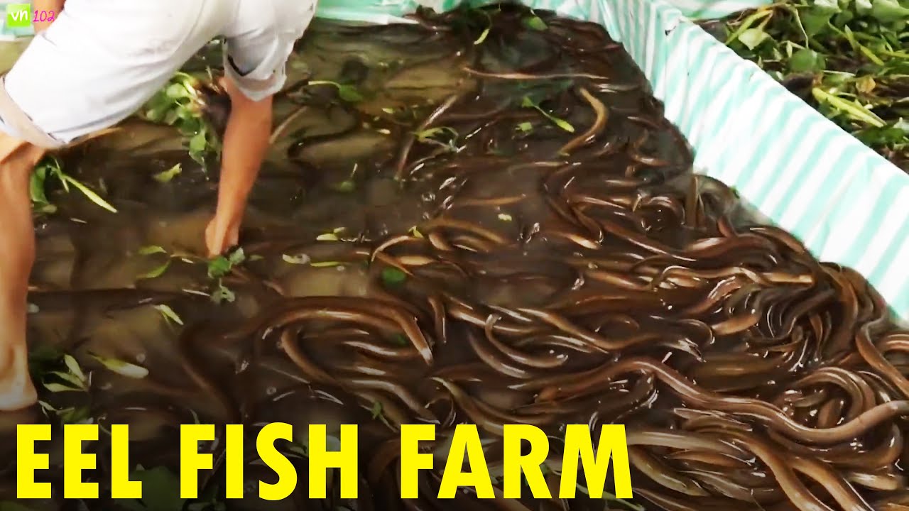 Eel Fish Farming | Eel Fish Harvesting