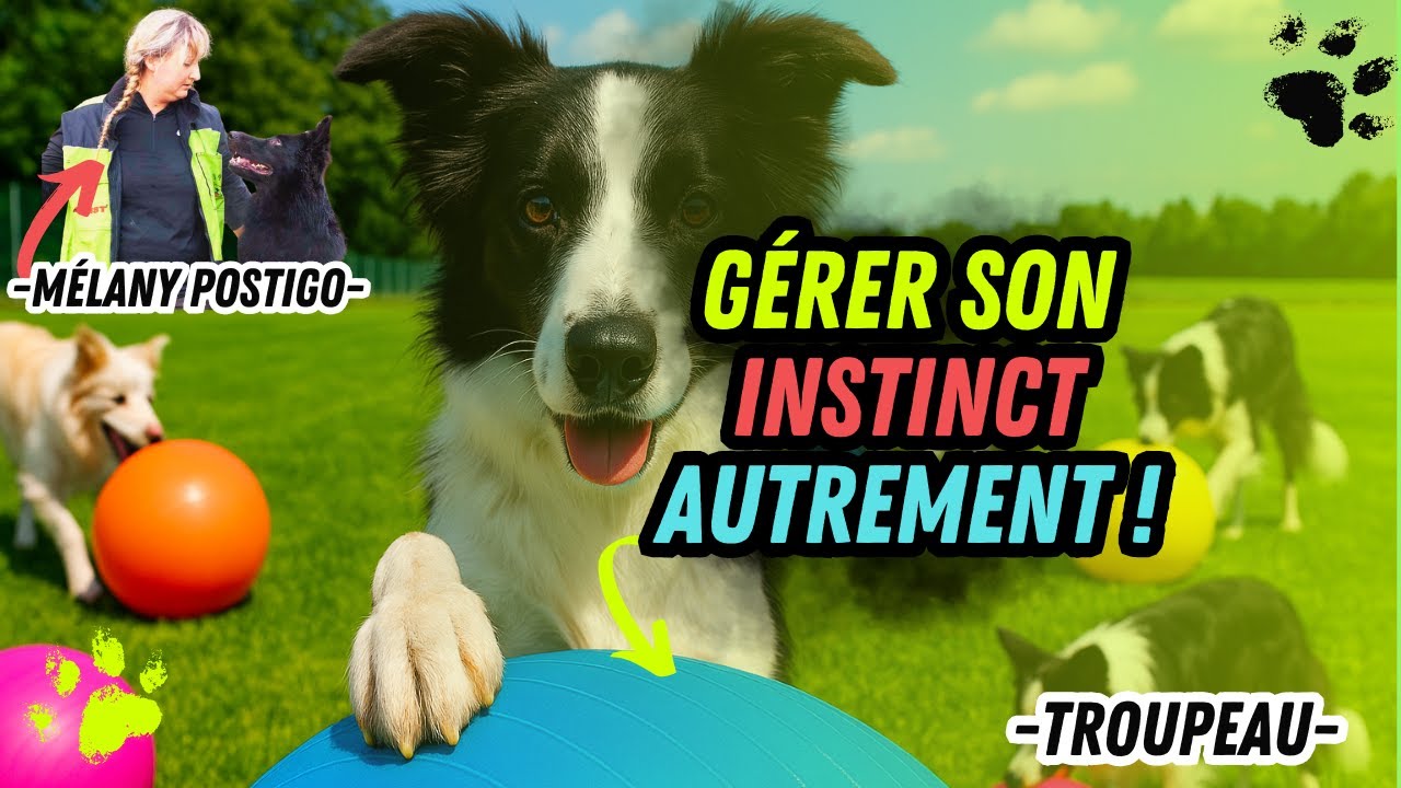 Regarde comment les chiens jouent au Treibball pour la premi&egrave;re fois !