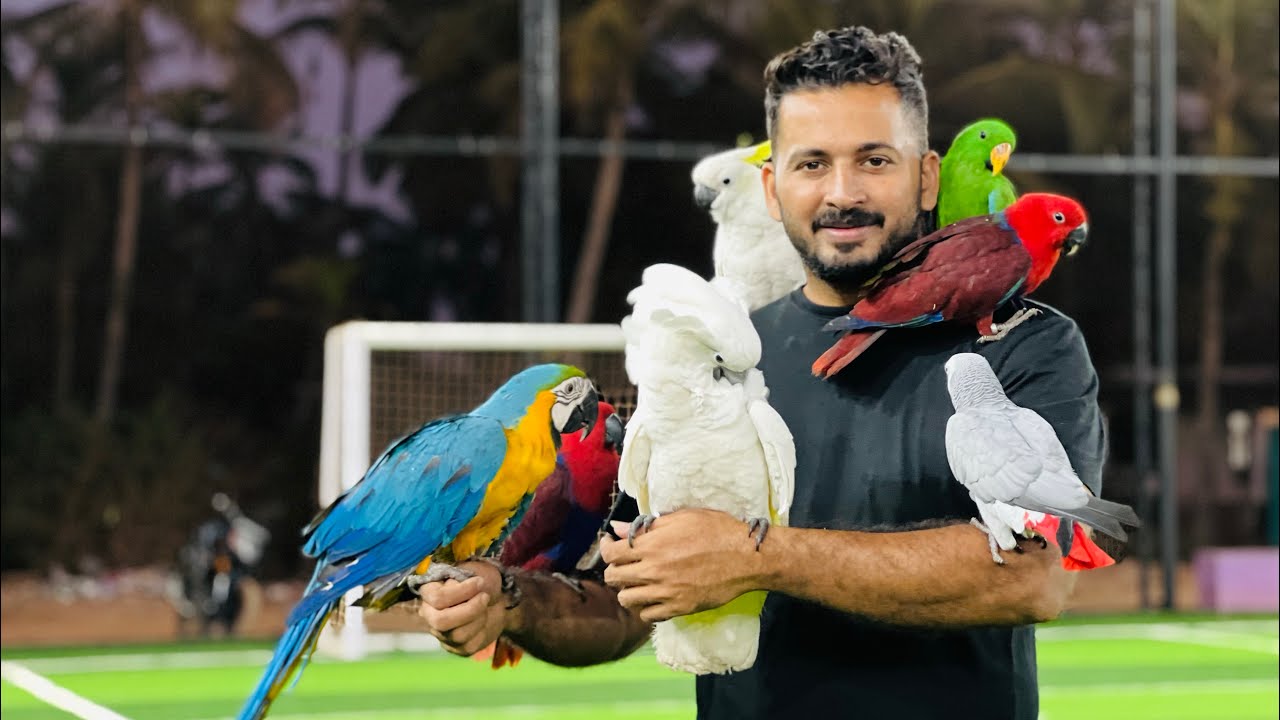 പെറ്റ്സ്റ്റേഷനിൽ പുതിയ ഒരു സുപ്പർ താരം Umbrella cockatoo Football ground ൽ നിറയേ പക്ഷികളെ വിട്ടു..
