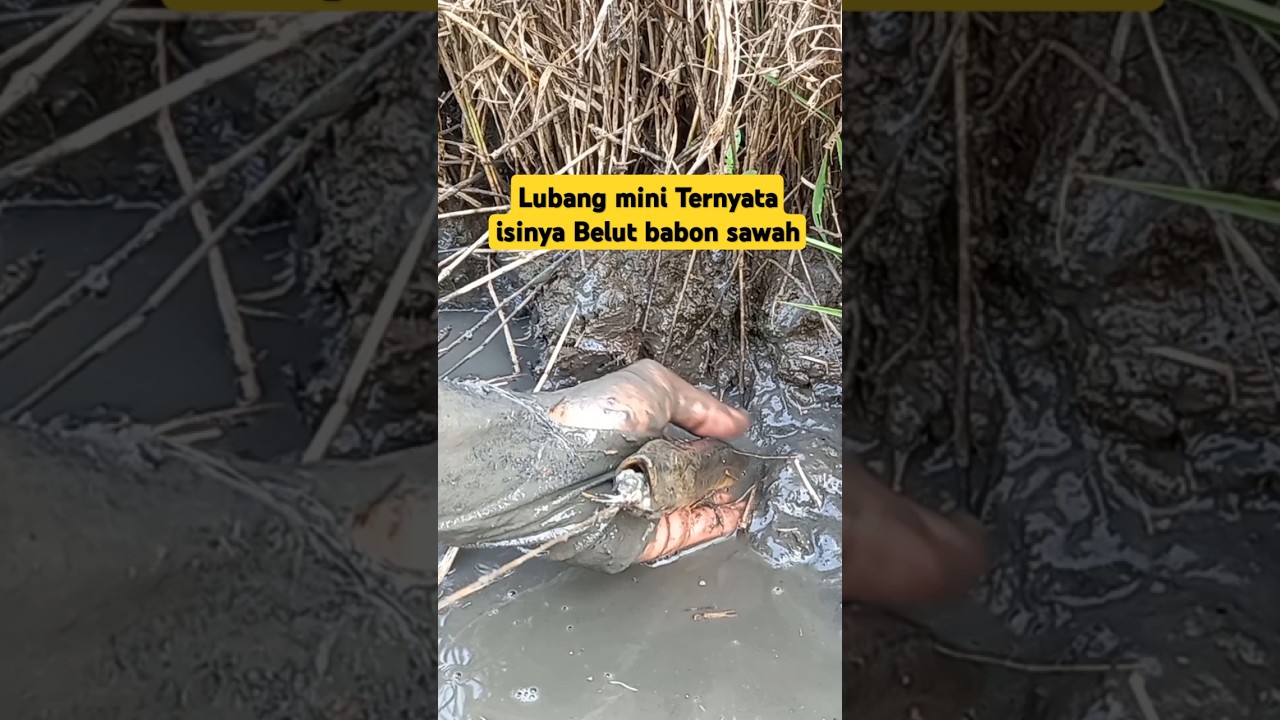 Gil4 !! Kekuatan Belut babon di parit sawah 