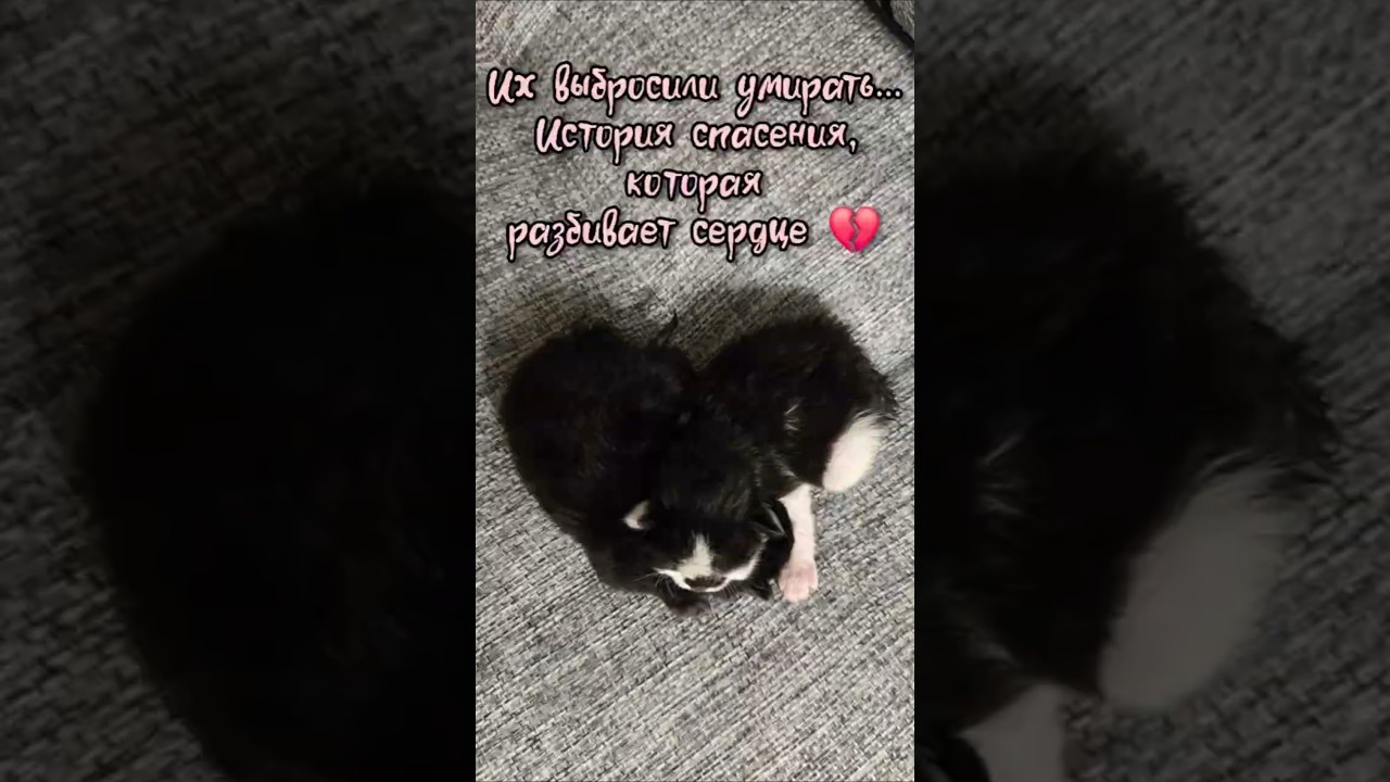 Их выбросили умирать... История спасения, которая разбивает сердце 💔 #спасениеживотных #котята