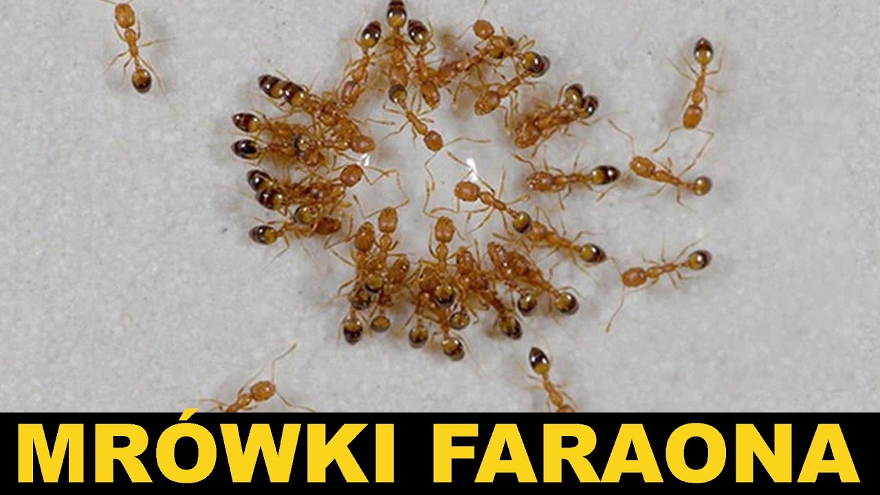 MRÓWKI FARAONKI JAK SIĘ POZBYĆ???