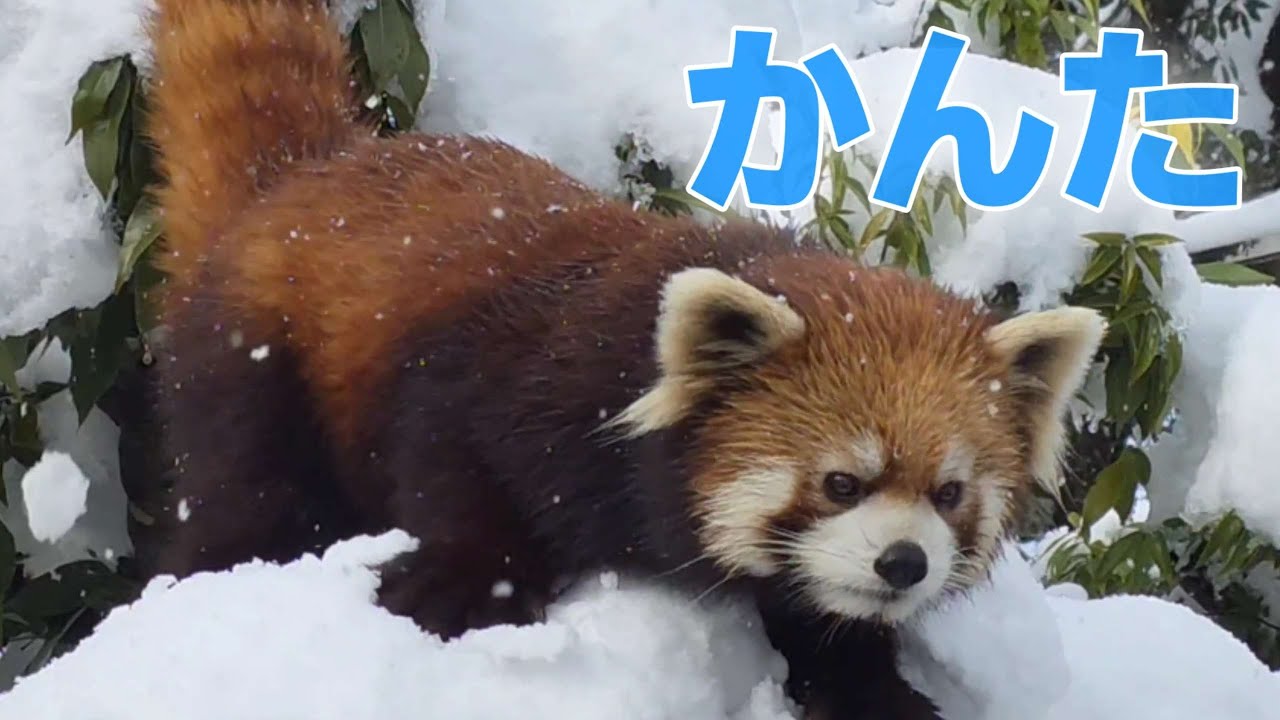 【帰るよー！飼育員さんが呼べば　すぐに帰るレッサーパンダの　かんた、他・・・】～Nishiyama Zoo red pandas～