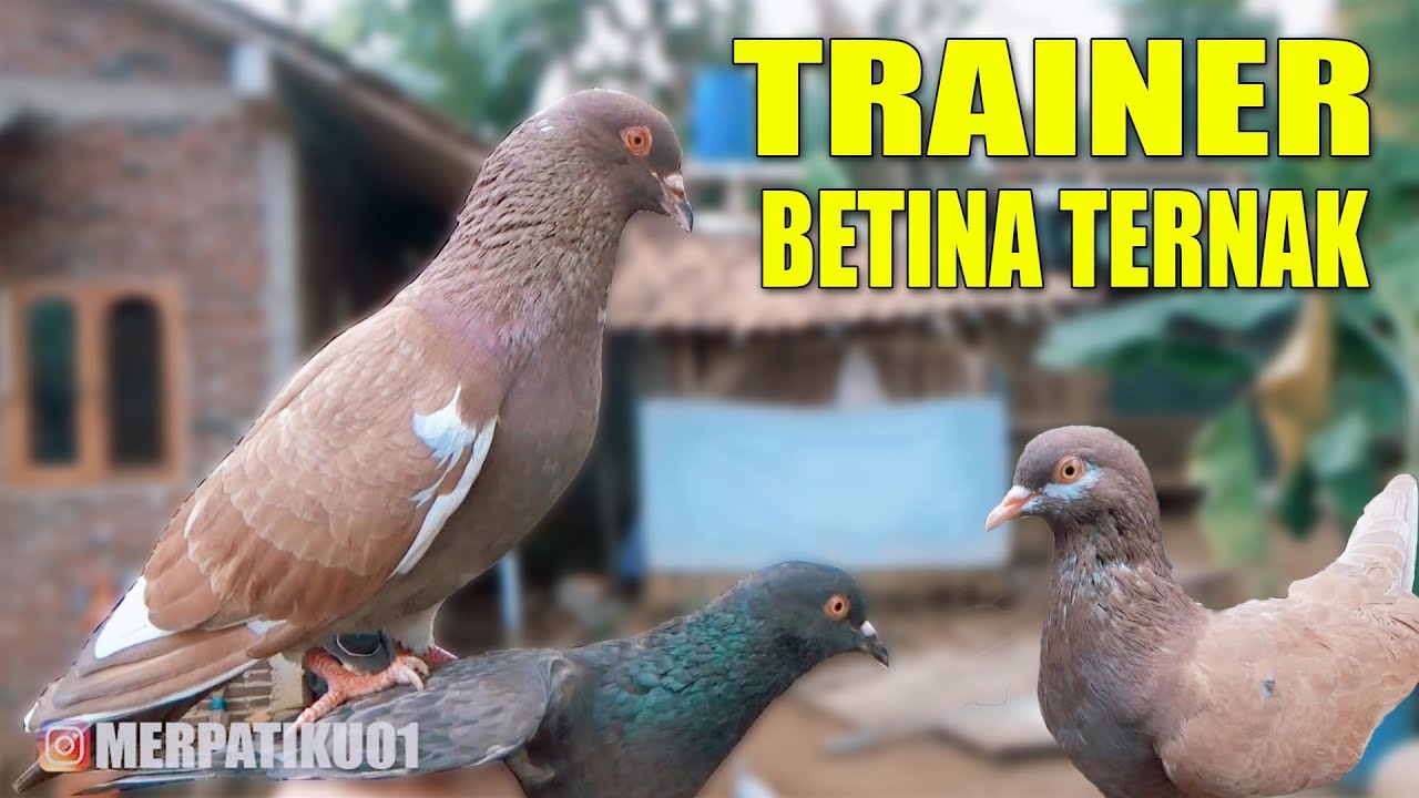PERSIAPAN TERNAK MERPATI