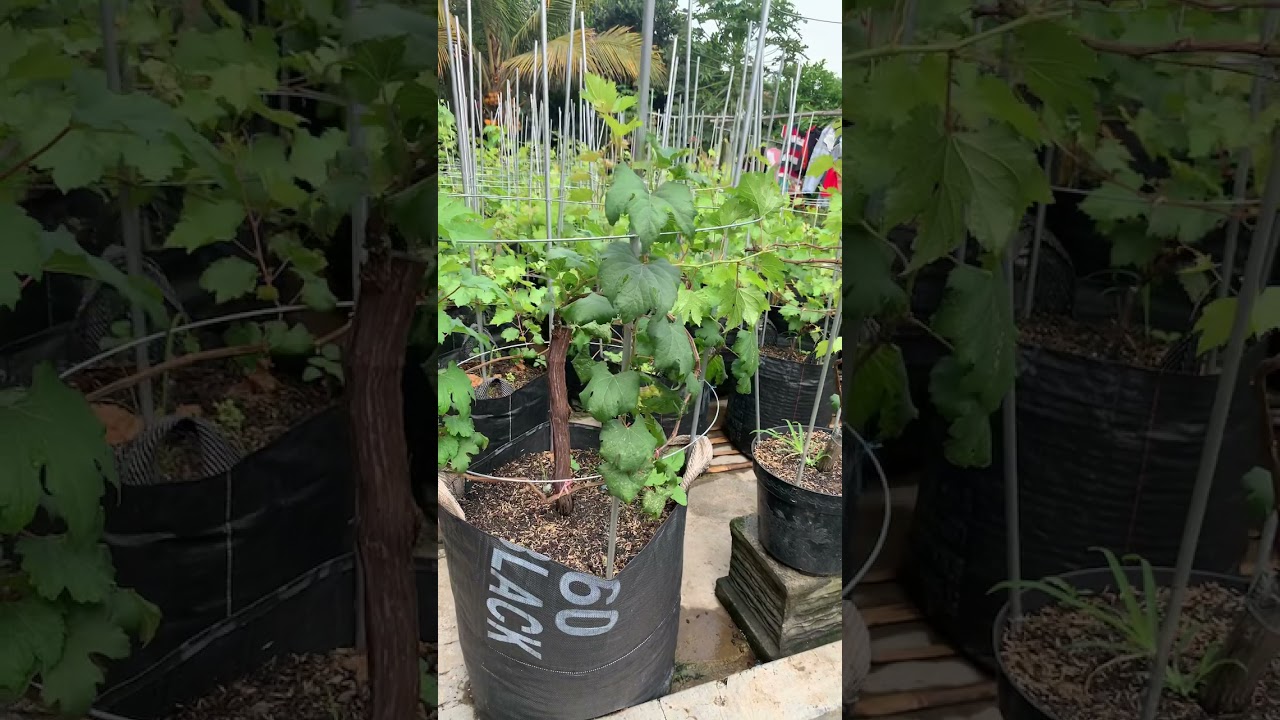 Keunggulan anggur ninel sangat genjah juga