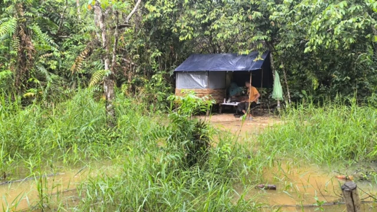 Siang malam diguyur hujan lebat saat camping di hutan.. ASMR