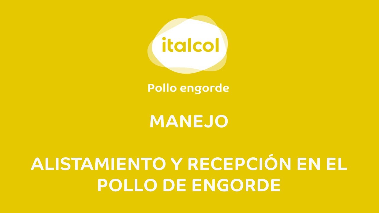 MANEJO - Alistamiento y recepción en el pollo de engorde