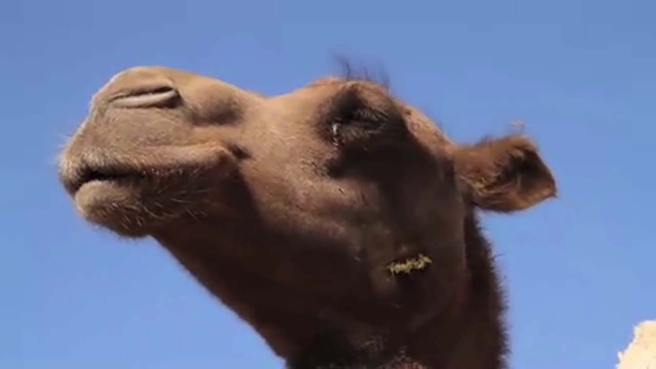 Spend the Day With Mongolia's Camel Cheesemakers? - What Took You So Long?