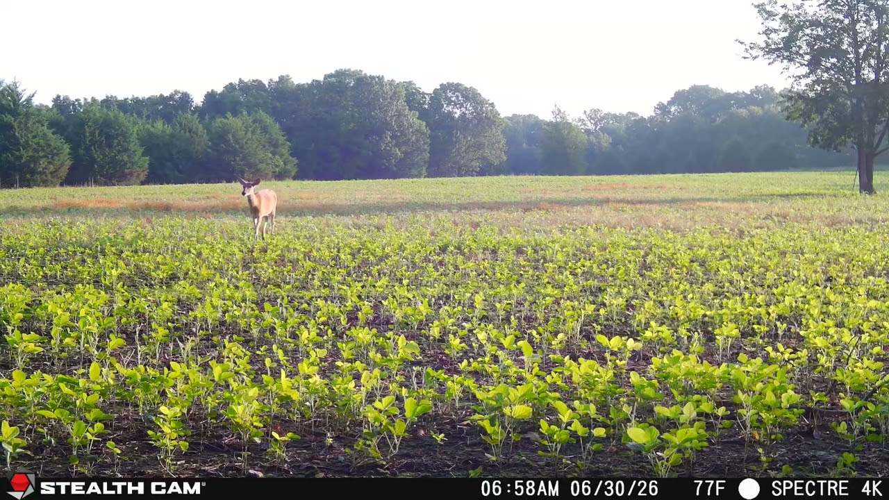 Stealth Cam Spectre 4K Pro