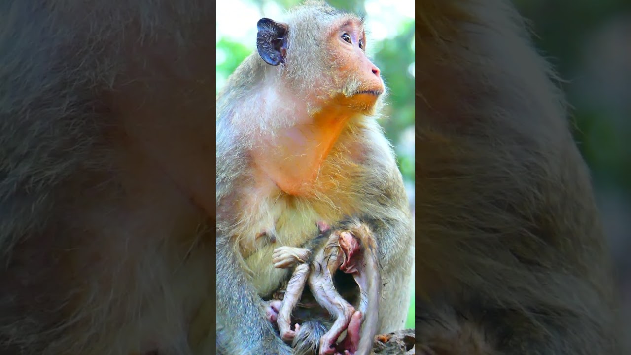 new baby monkey just born mom holding #shorts  #animals #animallife #babymonkey#viral