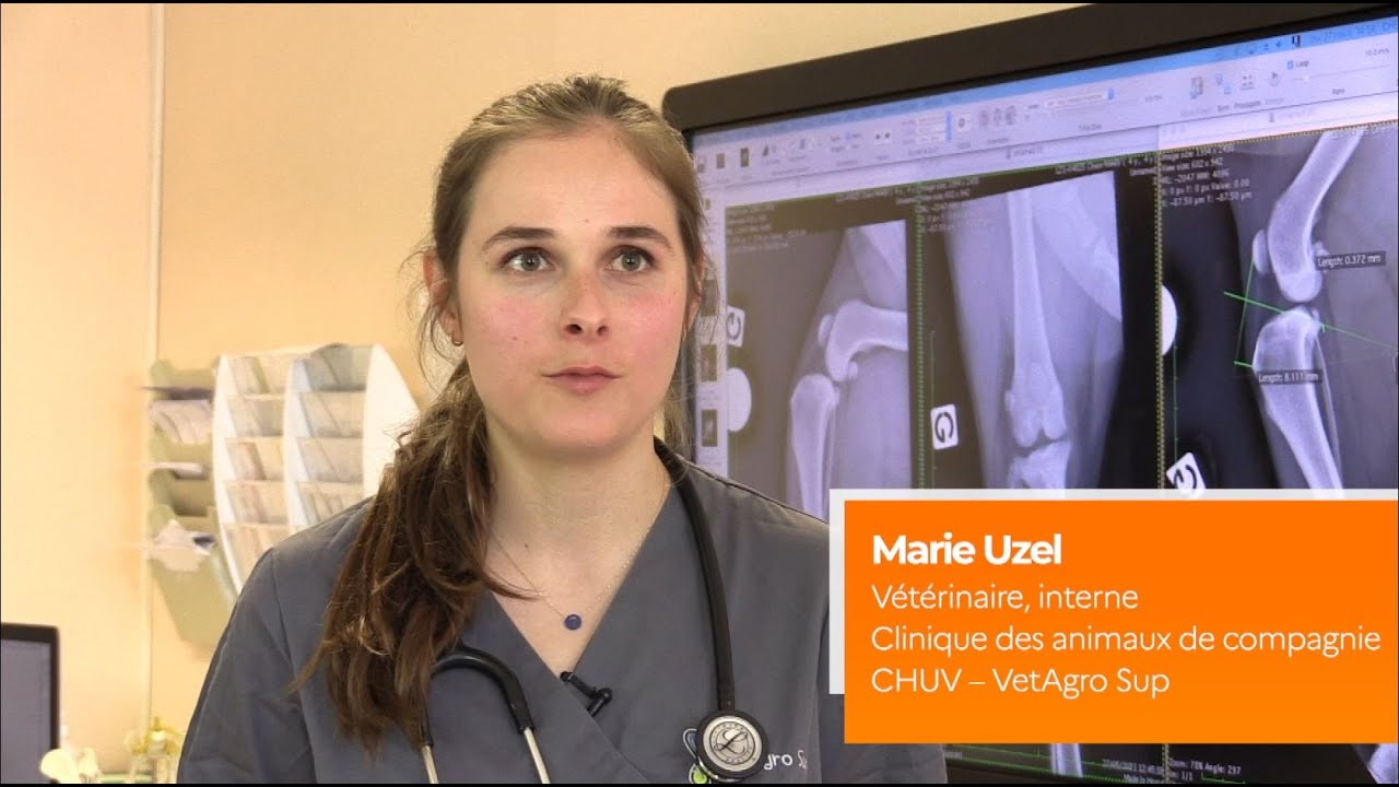 Témoignage de Marie Uzel, interne à VetAgro Sup