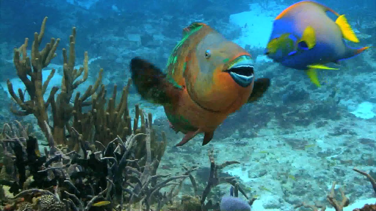 Diving In The Seychelles, A Haven For Divers
