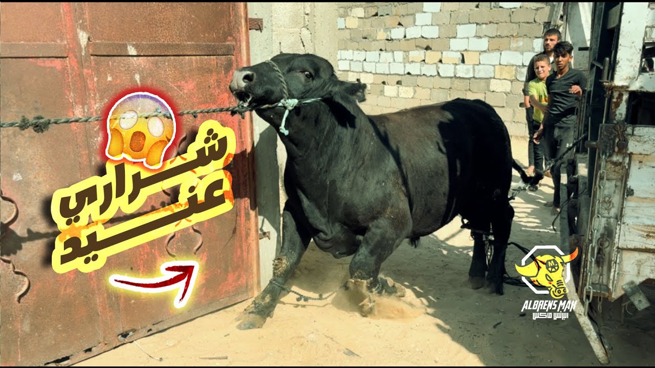 شاهد/تنزيل عجل شراري في رفح 2023آل عابدين