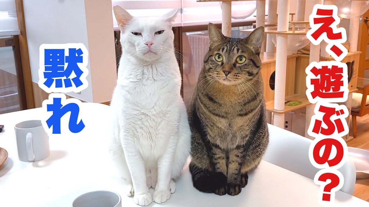 【威厳崩壊】クールなボス猫､新入り子猫につられて赤ちゃん返り😳!!