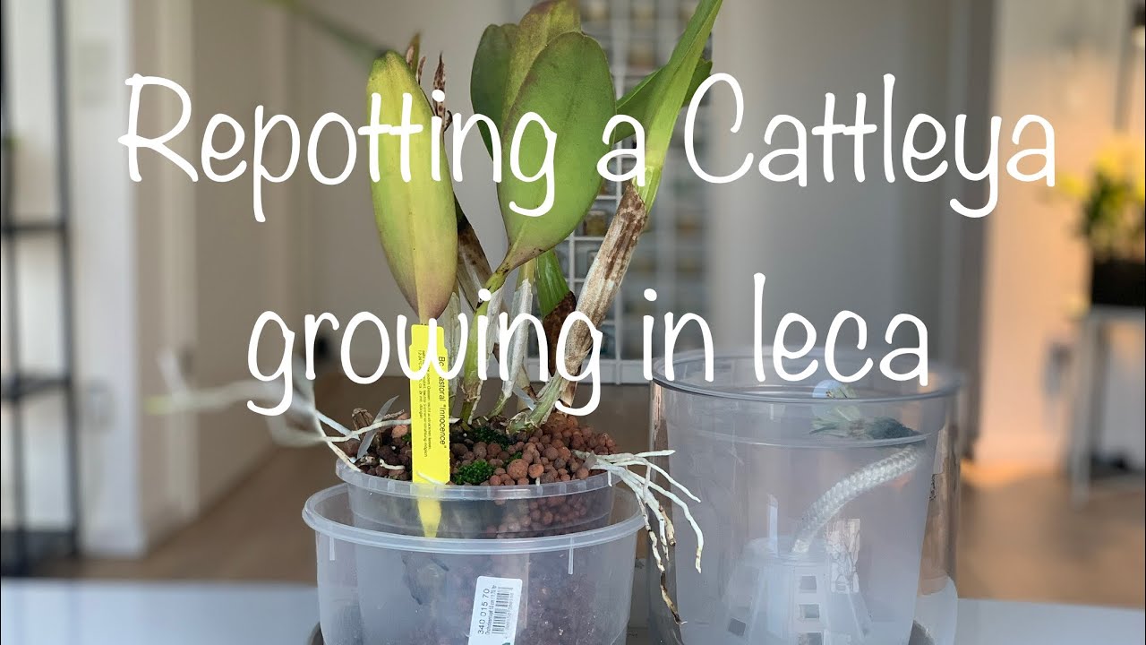When you think repotting a cattleya growing in LECA is an easy job !