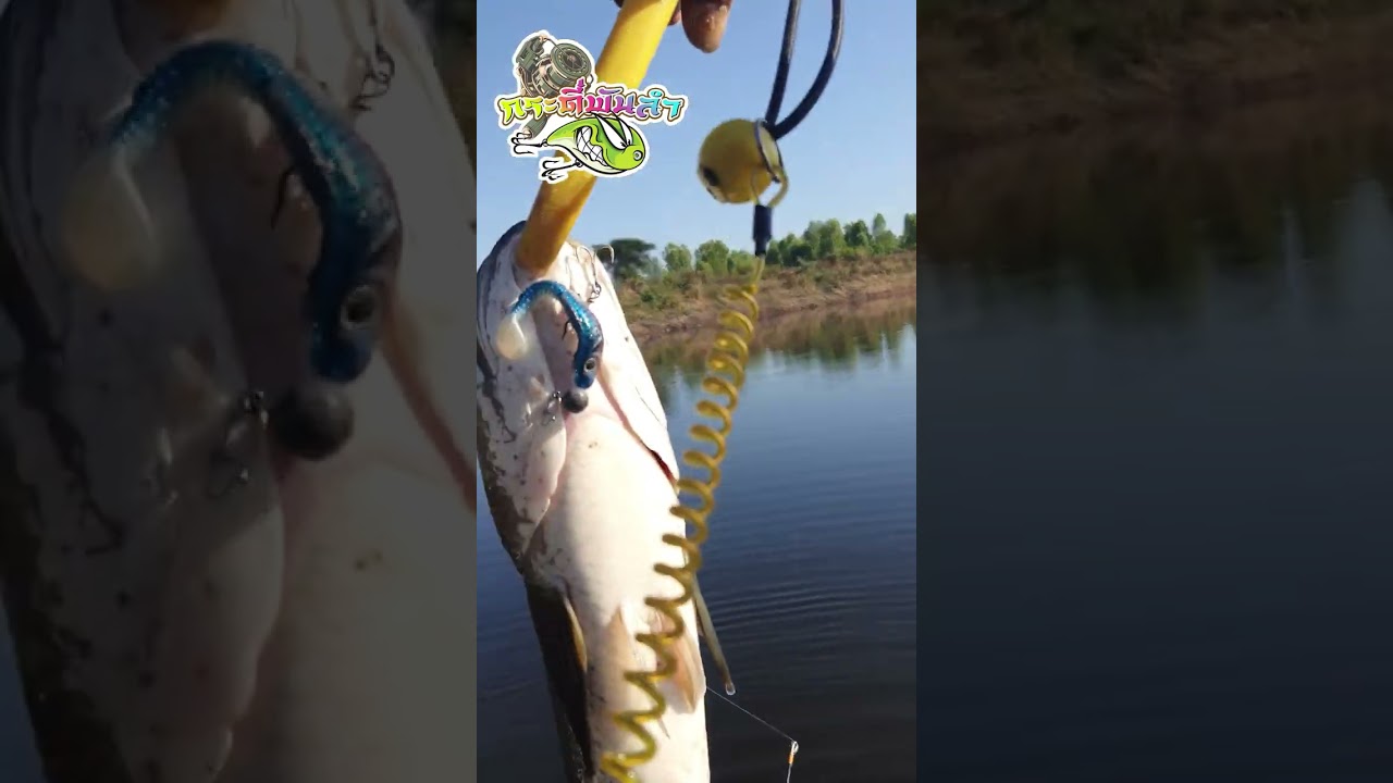 ตีจิบปลากราย ดันได้ปลาช่อนนใหญ่ #shorts #fishing #fish