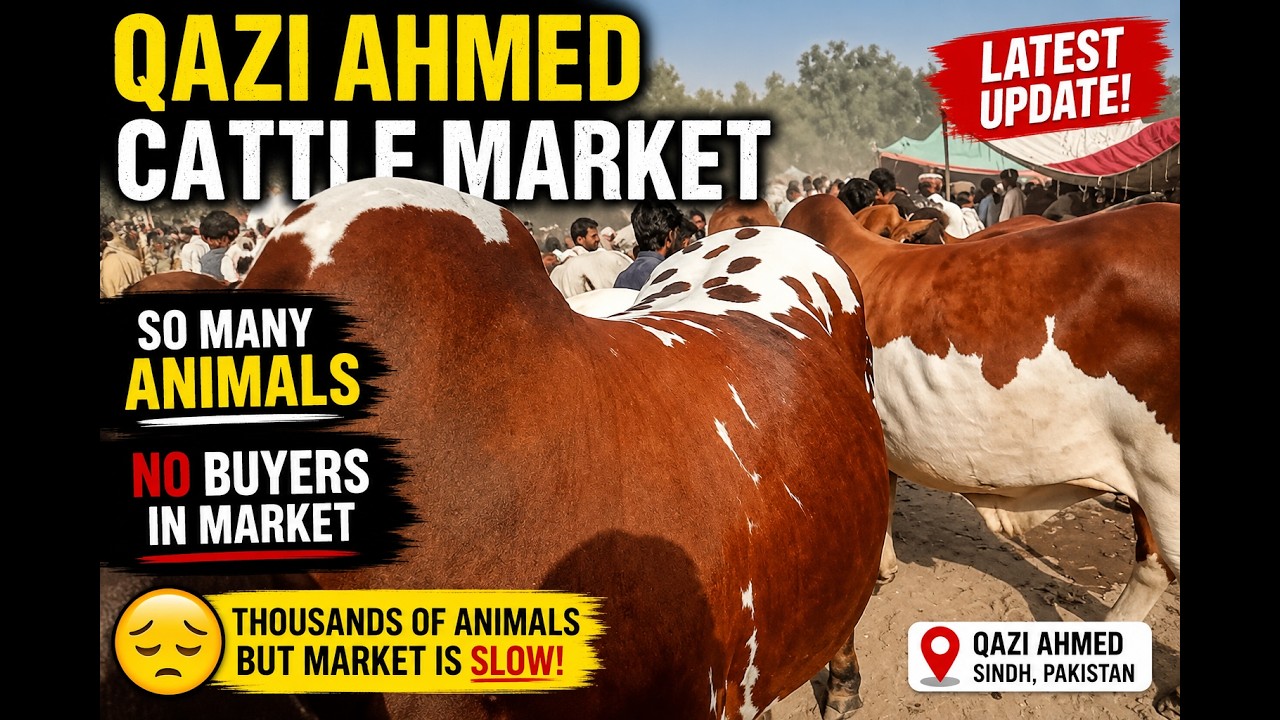 Animals Everywhere, Buyers Missing | Qazi Ahmed Bakra Mandi Latest Update