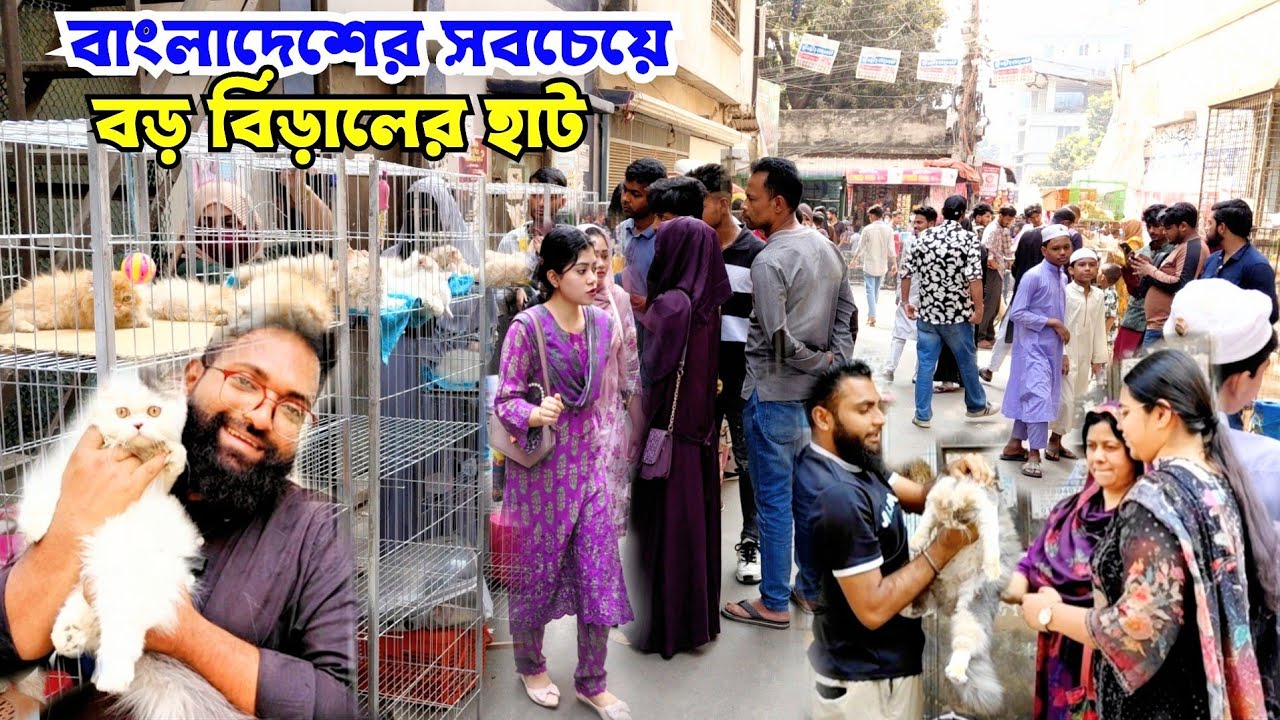মিরপুর মাতানো বিড়াল || Persian cat price in Bangladesh || মিরপুর বিড়ালের হাট || Cat market