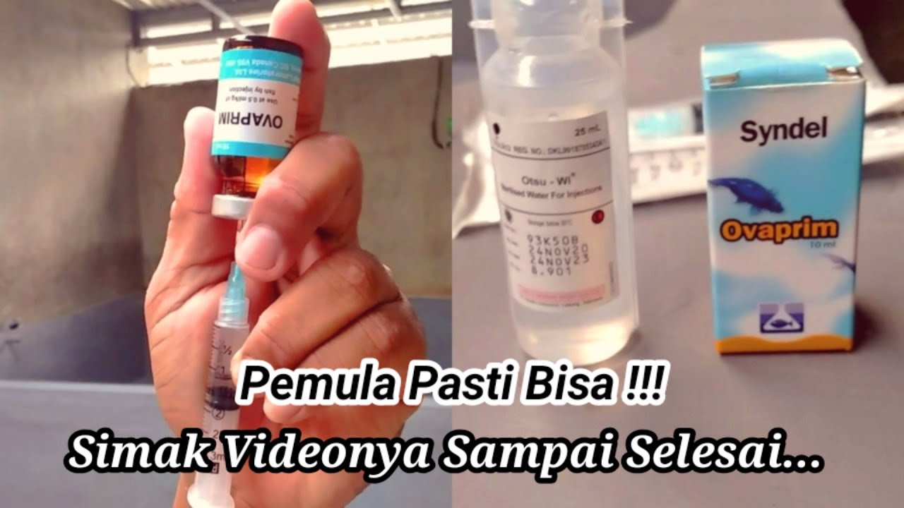 Proses Penyuntikan Induk Lele Dengan Ovaprim