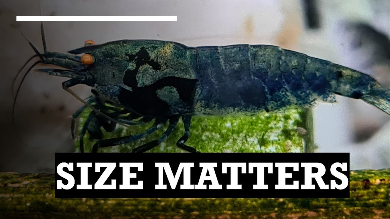 Size Matters: The Truth About Shrimp Genetics and Breeding