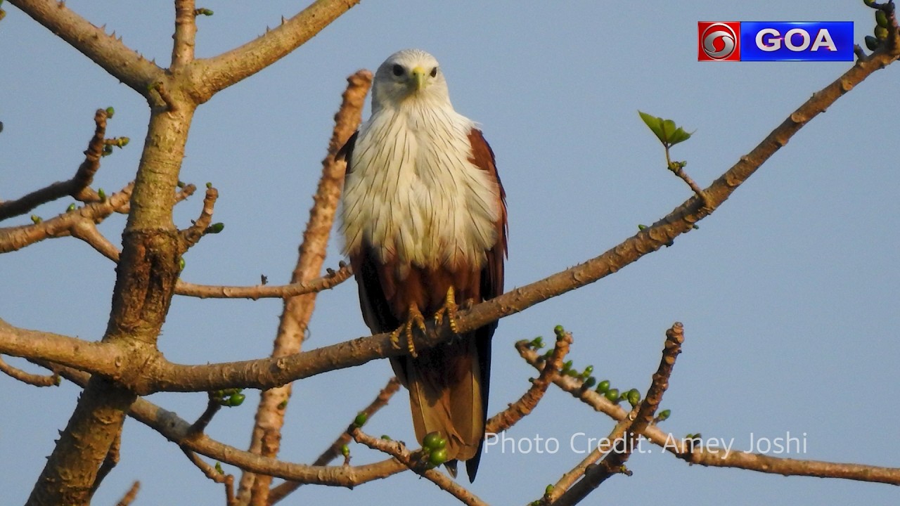 9th Bird Festival of Goa | TV Report presented by Niraj Prabhu
