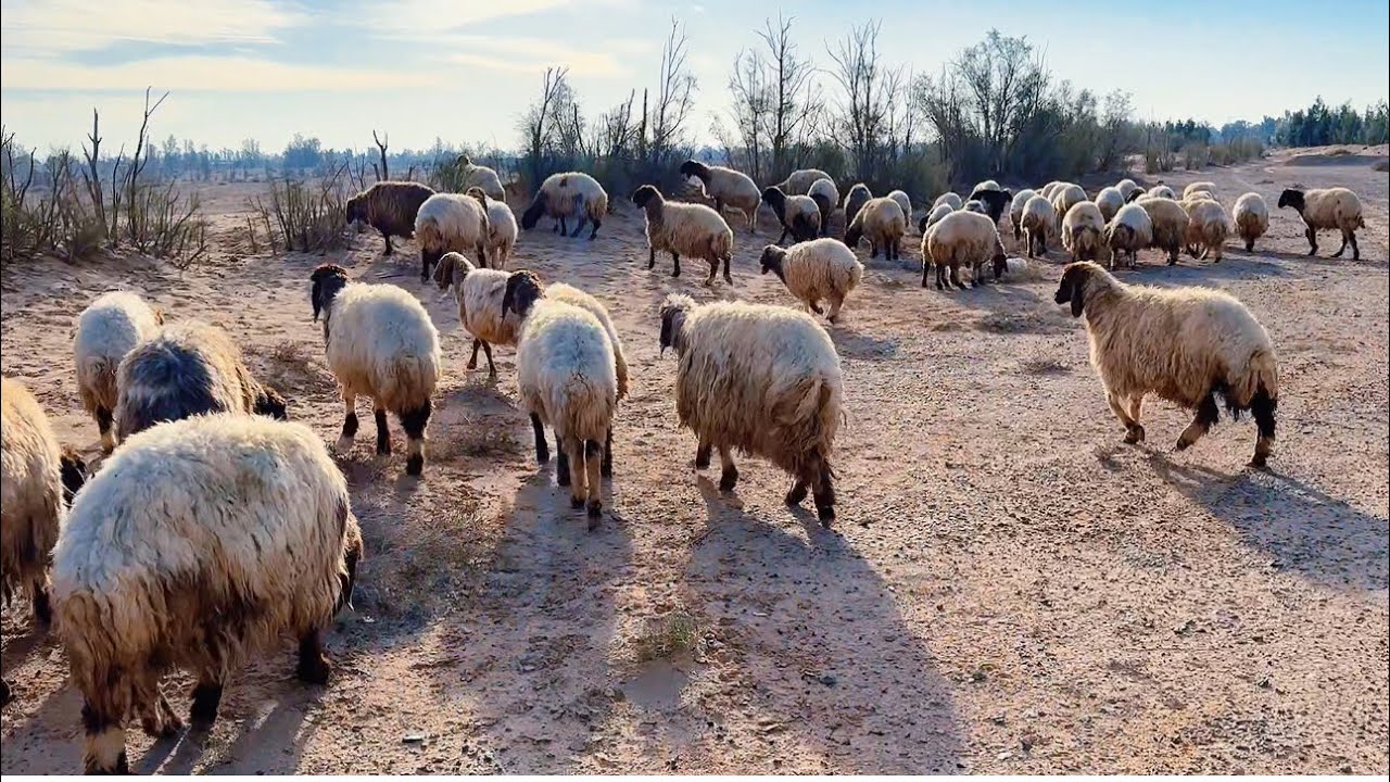 سرحه ورياضه مع الصباح الجميل 😊🐑