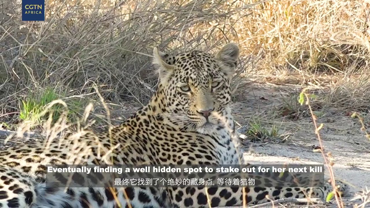 Digital Safari: Episode 18 Highlights