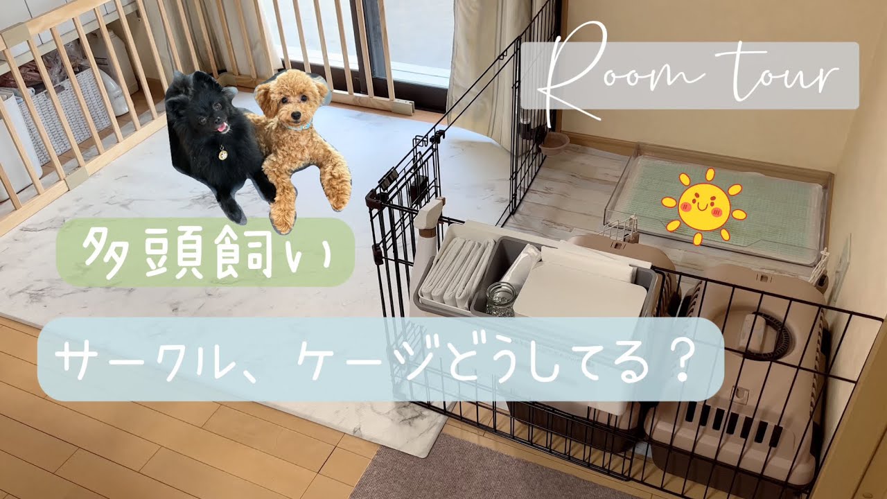 多頭飼いのお部屋Room tour【ポメラニアンとトイプードル】