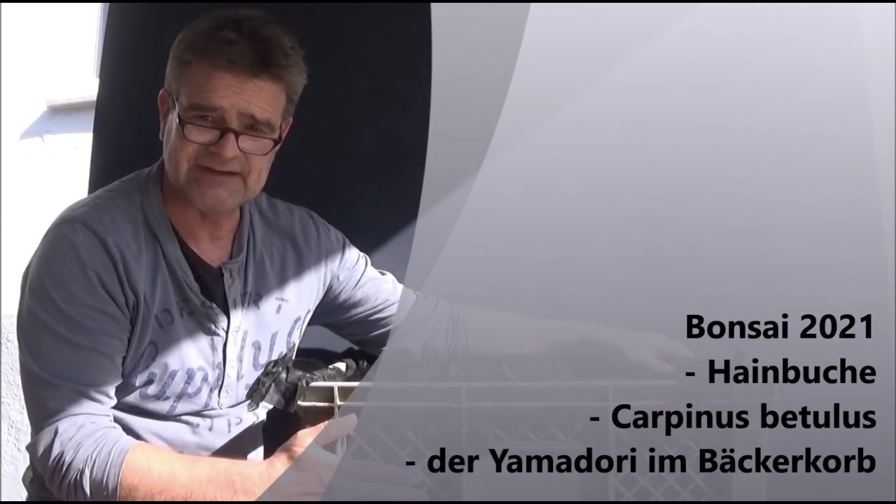 Bonsai 2021-50 - Hainbuche - Carpinus betulus - der Yamadori im Bäckerkorb