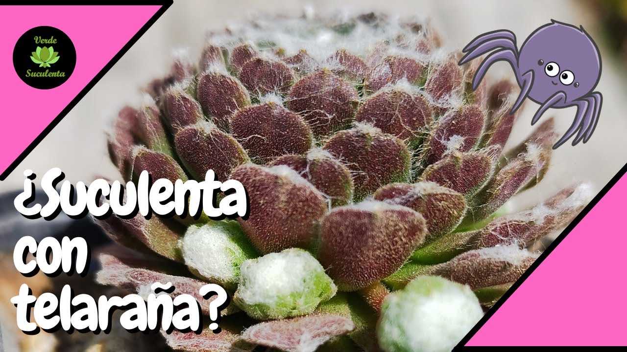 Conoce los cuidados de esta belleza: Sempervivum arachnoideum.